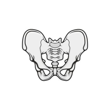 Pelvis kemikleri, iskelet anatomisi simgesi