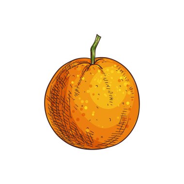 Clementine Mandarin Turunçgil meyvesi.