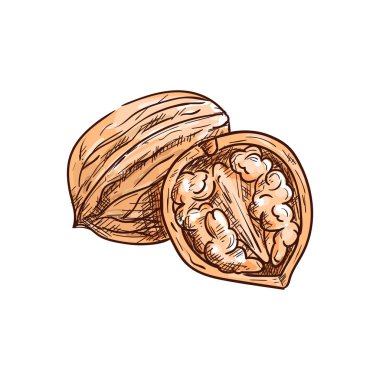 Çekirdek izole edilmiş ortak ceviz.