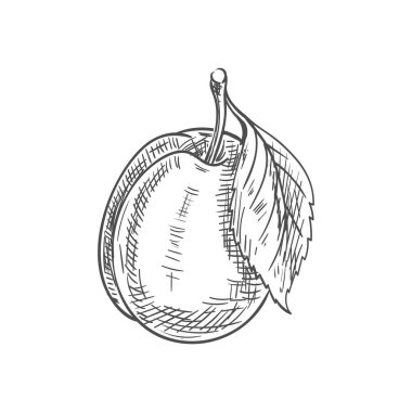 Taze erik meyvesi çizimi.