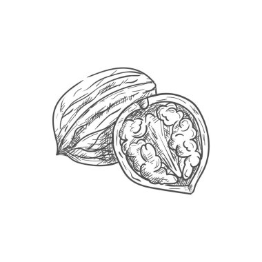 Çekirdek izole edilmiş ortak ceviz.