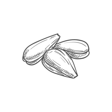 Ayçiçeği çekirdekleri izole edilmiş vektör yiyecekleri çizer