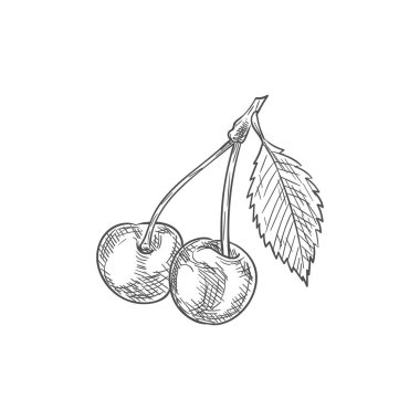 Yapraklı ve meyveli kirazlar.