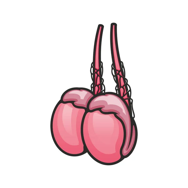 Human testicles, male reproductive system icon — 스톡 벡터
