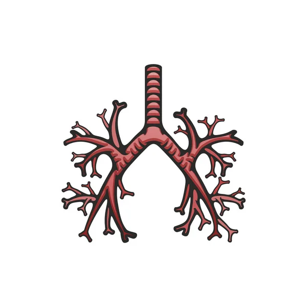 Tráquea pulmonar e ícono de bronquios, pulmones — Vector de stock