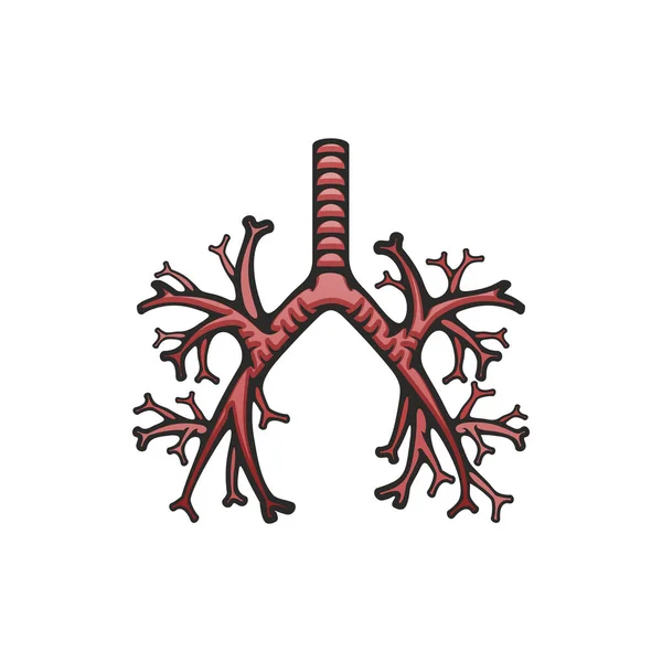 Pulmonary trachea and bronchi icon, lungs — Stock Vector