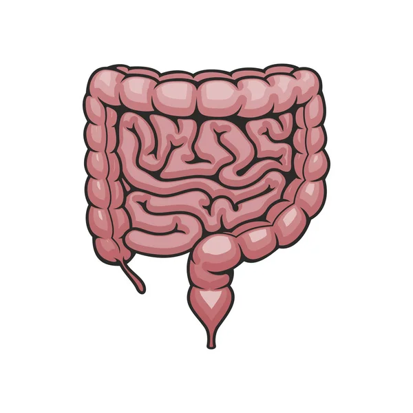Icono del sistema digestivo, intestinos humanos — Vector de stock