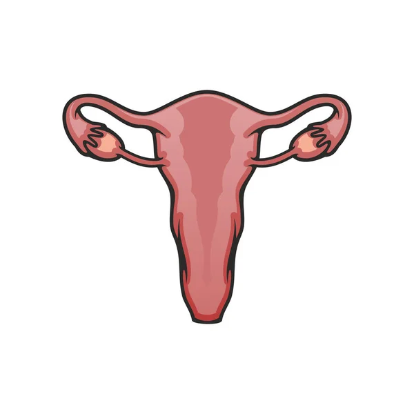 Útero feminino, ícone de órgão do sistema reprodutivo — Vetor de Stock