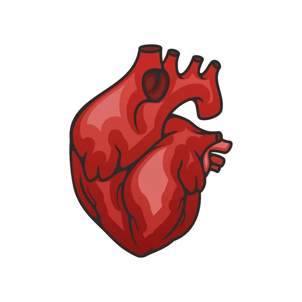 Heart organ vector isolated icon — 스톡 벡터