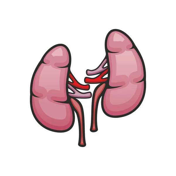 Vecteur d'organes rénaux icône isolée — Image vectorielle