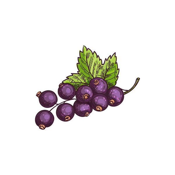 Berries of black currant fruit with leaf isolated