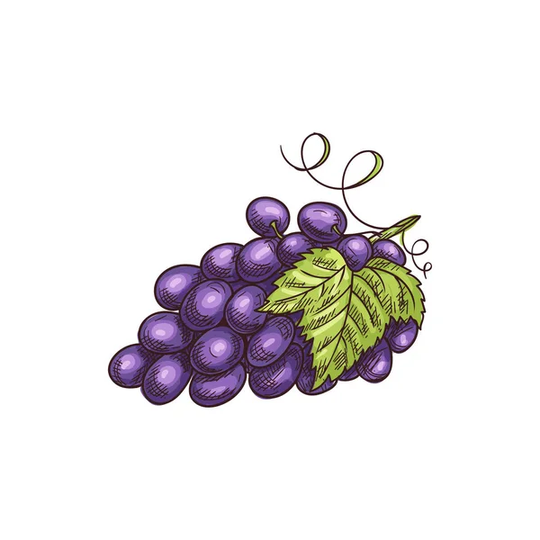 Racimo de bayas de uva borrosa con hojas aisladas — Vector de stock