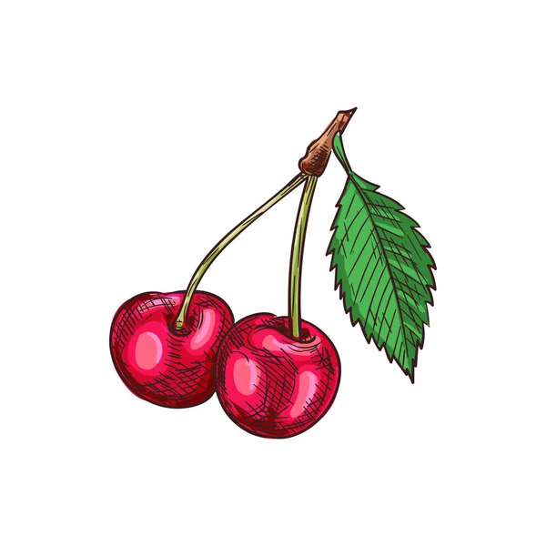 Ramo de cerezas con hojas de bayas aisladas — Vector de stock