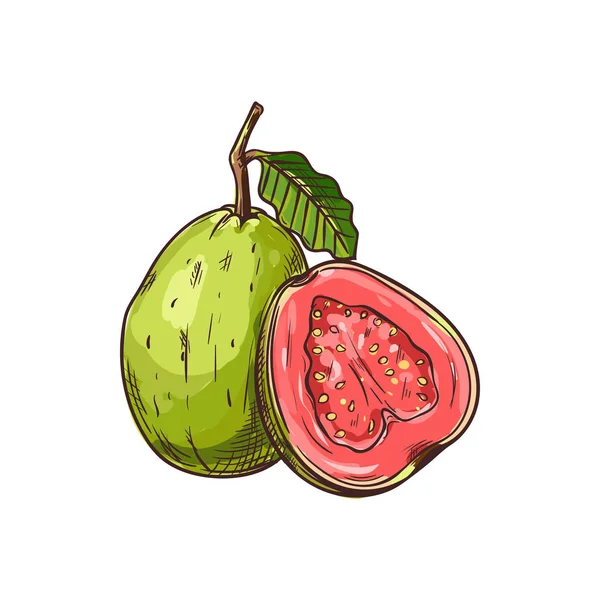 Goiaba frutas tropicais comestíveis inteiras e cortadas isoladamente — Vetor de Stock