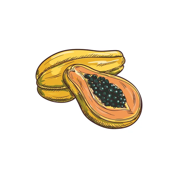Papaya exotisch fruit geheel en half geïsoleerde schets — Stockvector