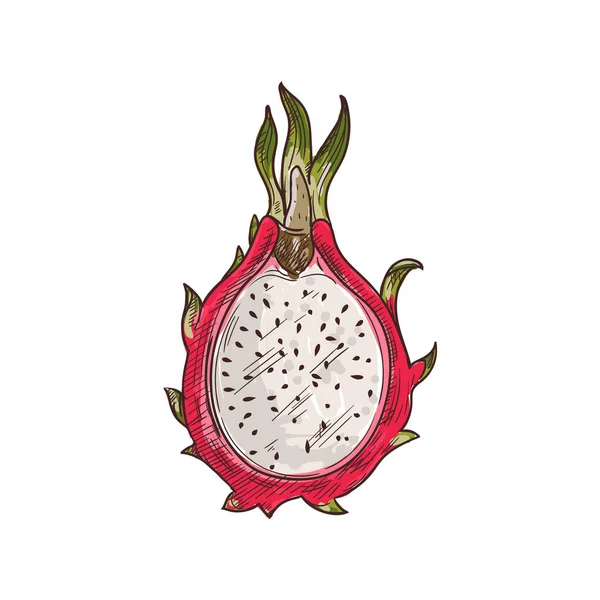 Mięso pitaya z nasionami odizolowanych smoczych owoców krojonych — Wektor stockowy