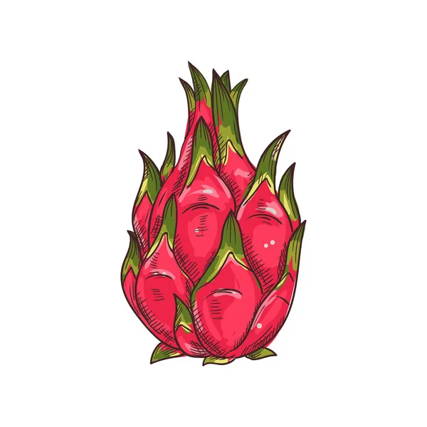 Dragón fruta pitaya aislado boceto exótico pithaya — Vector de stock