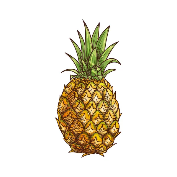 Ananas or pineapple tropical fruit isolated sketch — Stock Vector