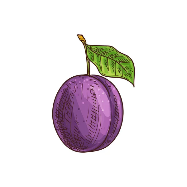 Bosquejo aislado de fruta de ciruela púrpura, ciruela de damasón — Vector de stock