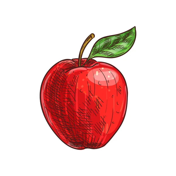 Red apple with leaf isolated fruit food sketch — 스톡 벡터