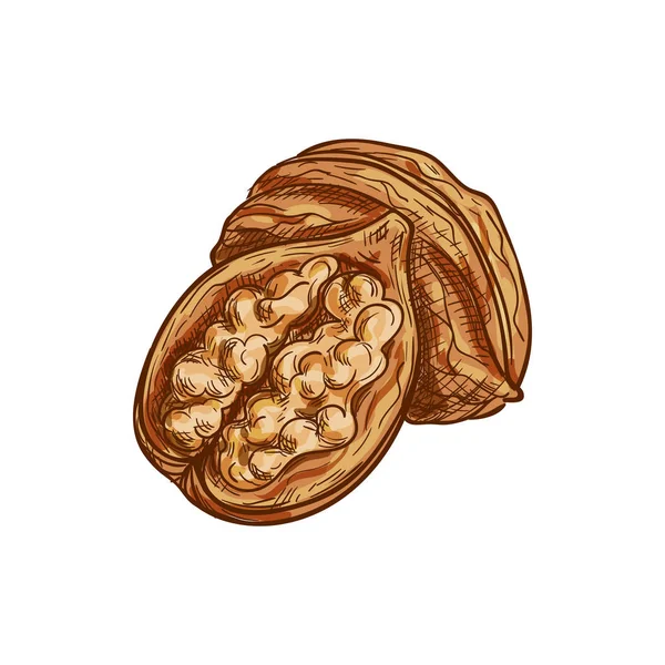 Vlašský ořech vcelku a řezané ovoce s jádrem izolované — Stockový vektor