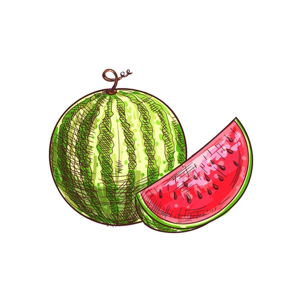 Whole green striped watermelon isolated sketch — Stock Vector