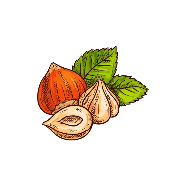 Noix de coco Filbert, noisettes pelées avec croquis en feuilles — Image vectorielle