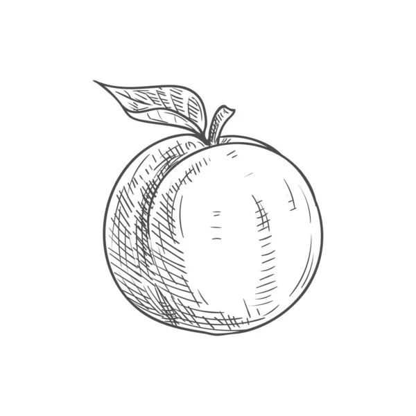 Meruňkové ovoce bio potravin, izolovaný náčrt — Stockový vektor