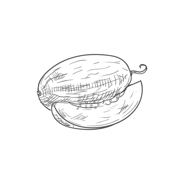 Melon mûr — Image vectorielle