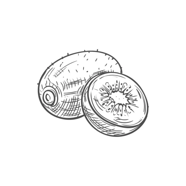 Dibujo aislado de fruta tropical Kiwi — Archivo Imágenes Vectoriales