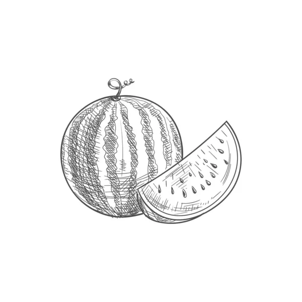 Croquis de fruits de pastèque rayé — Image vectorielle