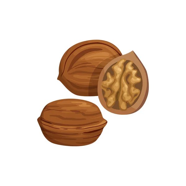 Brown walnut with edible kernel whole and cut — Stock Vector