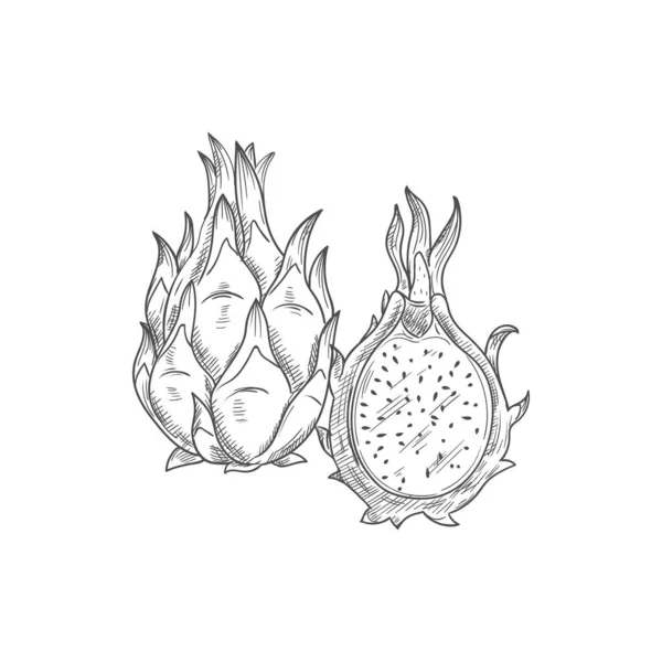 Дракон фрукты pitaya изолированный эскиз экзотической pithaya — стоковый вектор