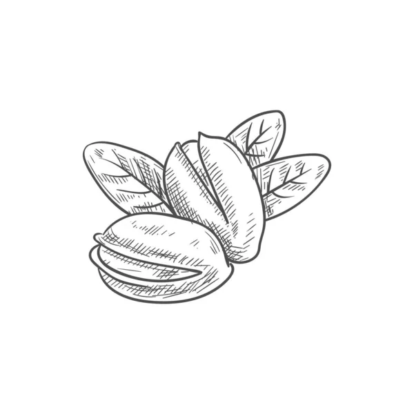 Фисташковые орехи очищенные и в скорлупе с листьями — стоковый вектор