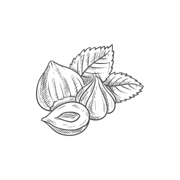 Noix de coco Filbert, noisettes pelées avec croquis en feuilles — Image vectorielle