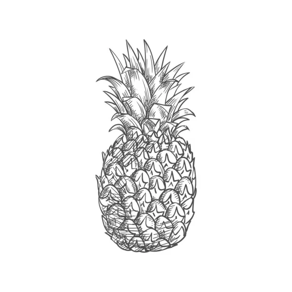 Ananas eller ananas tropisk frukt isolerad skiss — Stock vektor