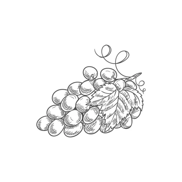 Кластер размытых ягод винограда с изолированными листьями — стоковый вектор