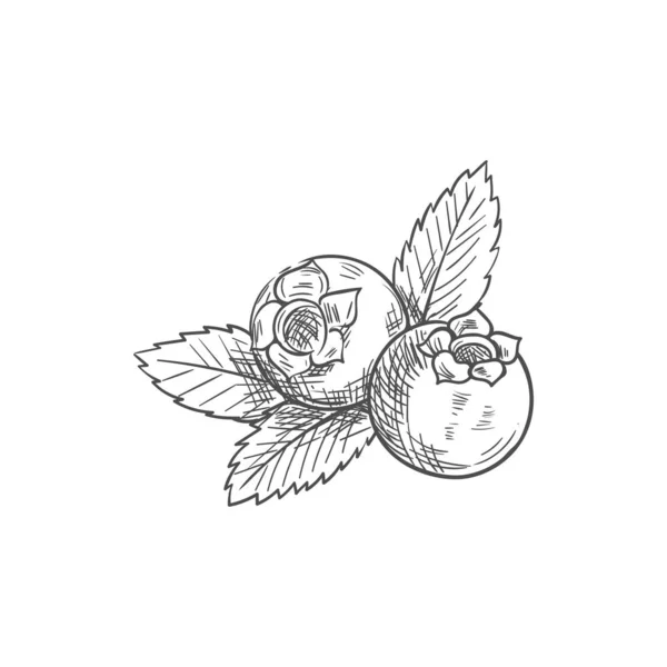 Arándano con hojas bog whortleberry sketch — Vector de stock