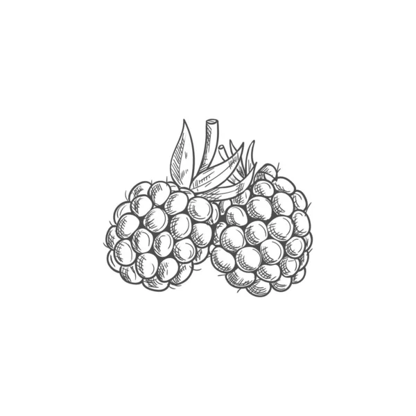 Blackberry terisolasi musim panas berduri berry sketsa - Stok Vektor