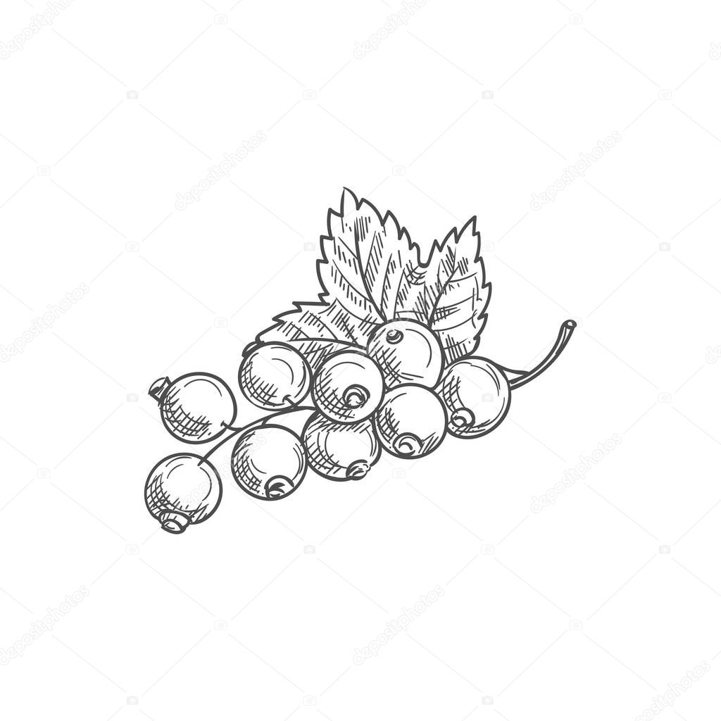 Berries of black currant fruit with leaf isolated