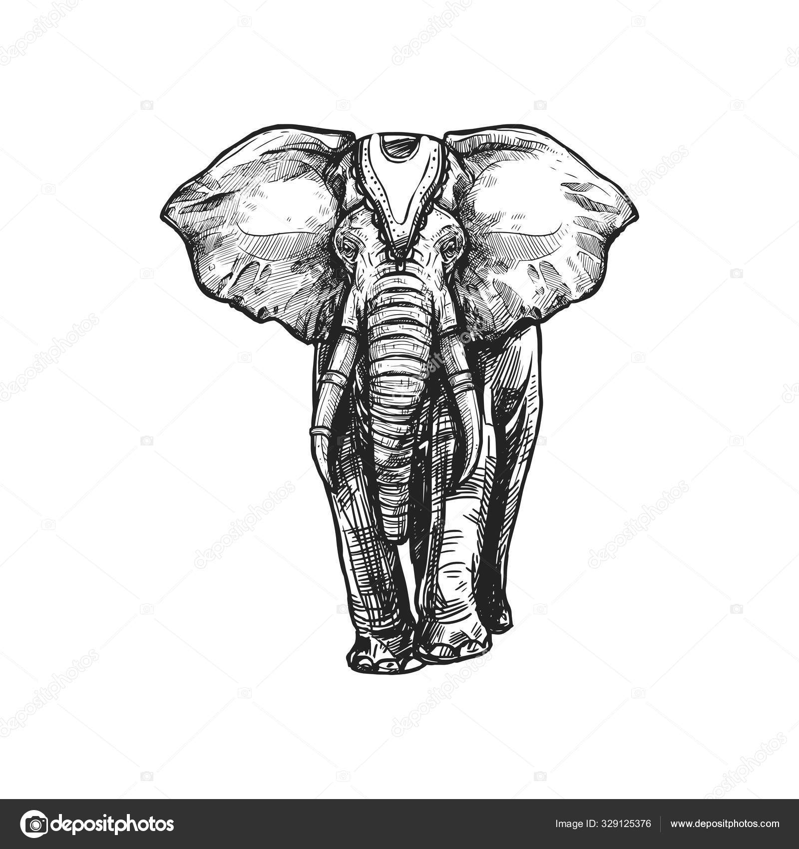 Elefante branco, Budismo símbolo esboço religião Vetor de ©VectorTradition  329125376, image size:1600x1700