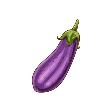 Purple eggplant isolate aubergine vegetable sketch clipart