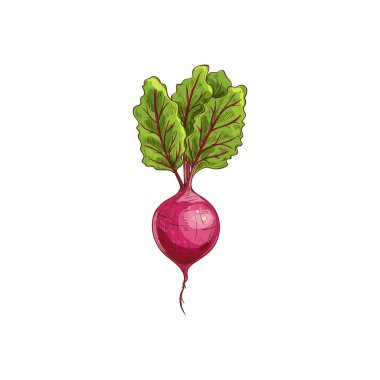 Yeşil yapraklı turp kökü.