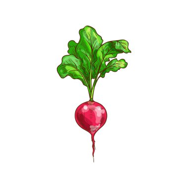 Taze turp, yeşil yapraklar izole edilmiş sebzeler.