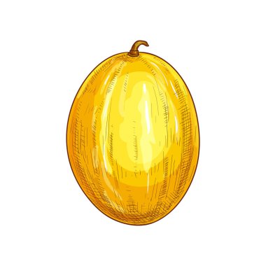 Muskmelon, karpuz izole meyve çizimi.