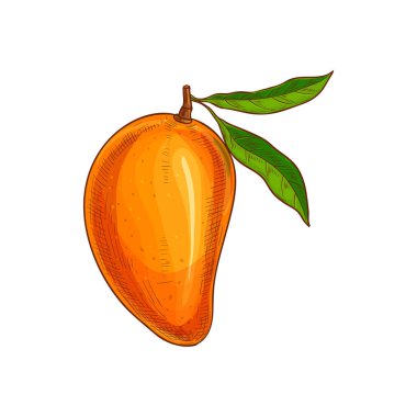 Mango egzotik yemek tatlı ve yaprak izole çizim