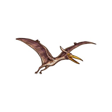 Pteranodon izole edilmiş uçan pterodactyl çizimi