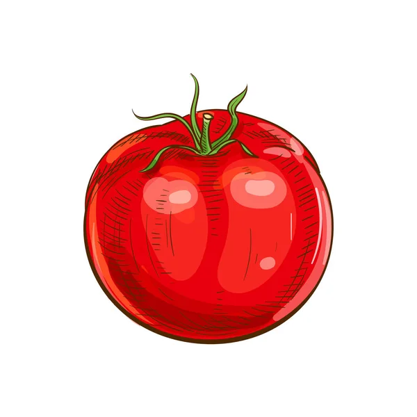 Červené rajče bobule izolované zelenina skica — Stockový vektor