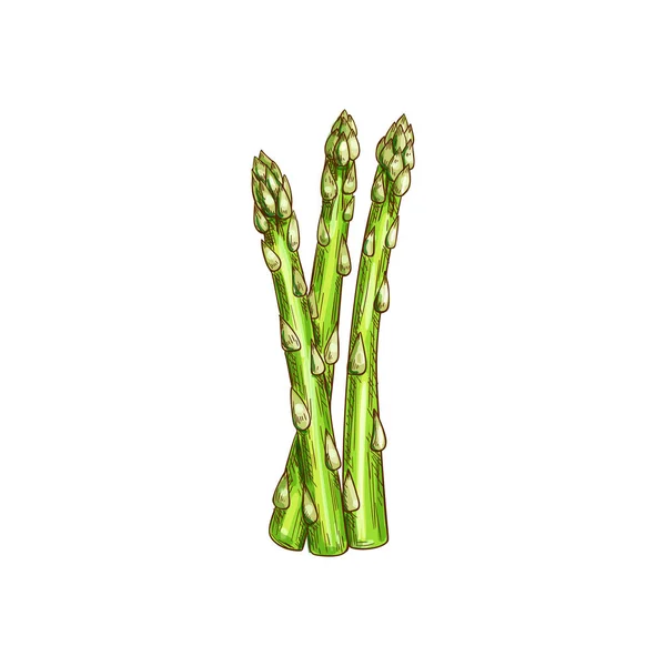 Asparagi officinali gambo isolato erba da cucina — Vettoriale Stock