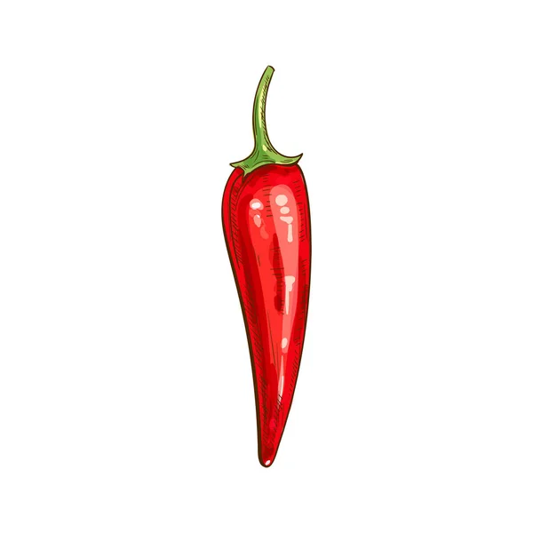 Rojo picante pimienta vector aislado vegetal boceto — Vector de stock